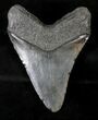 Dark Megalodon Tooth - South Carolina #19062-2